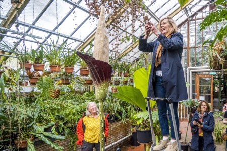 A woman takes pictures of the flowering penis plant (Amorphophallus decus-silvae) in the tropical greenhouses of the Hortus Botanicus in Leiden on October 22, 2021.
