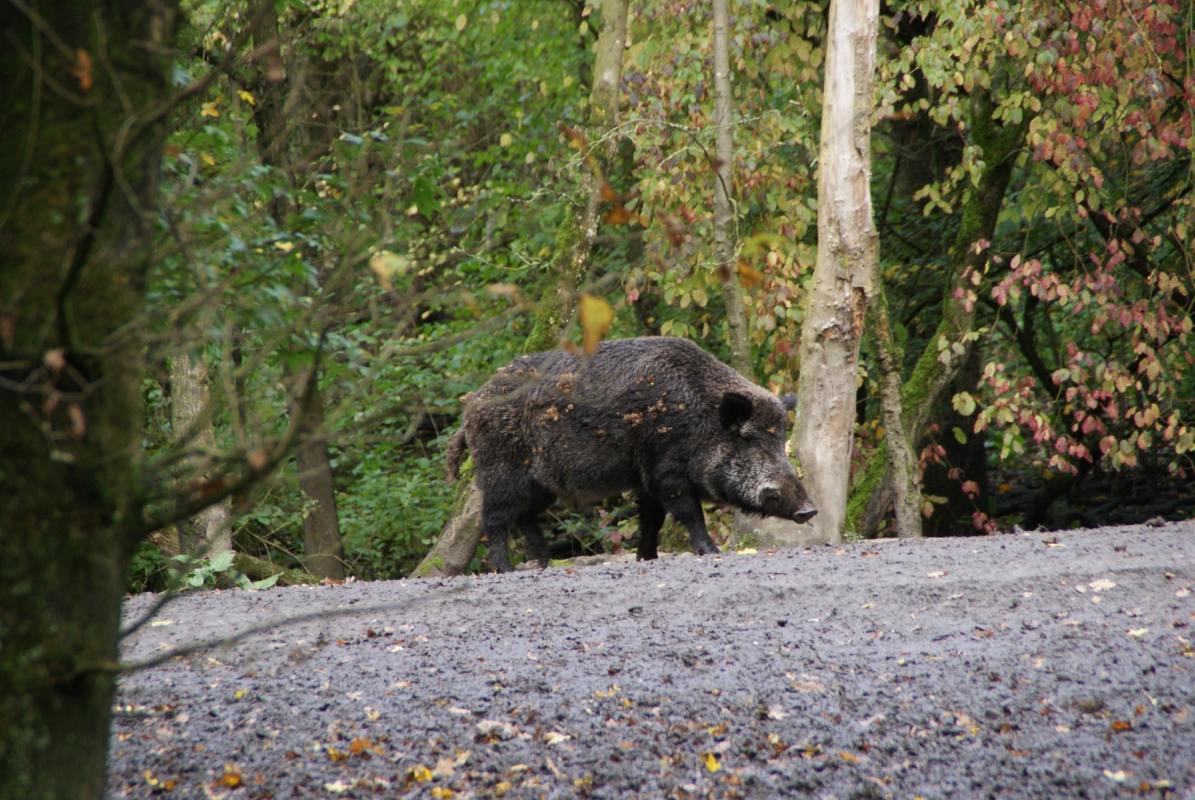 Wild Boars Rome Rome Struggles to Manage a Wild Boar Invasion - InsideHook