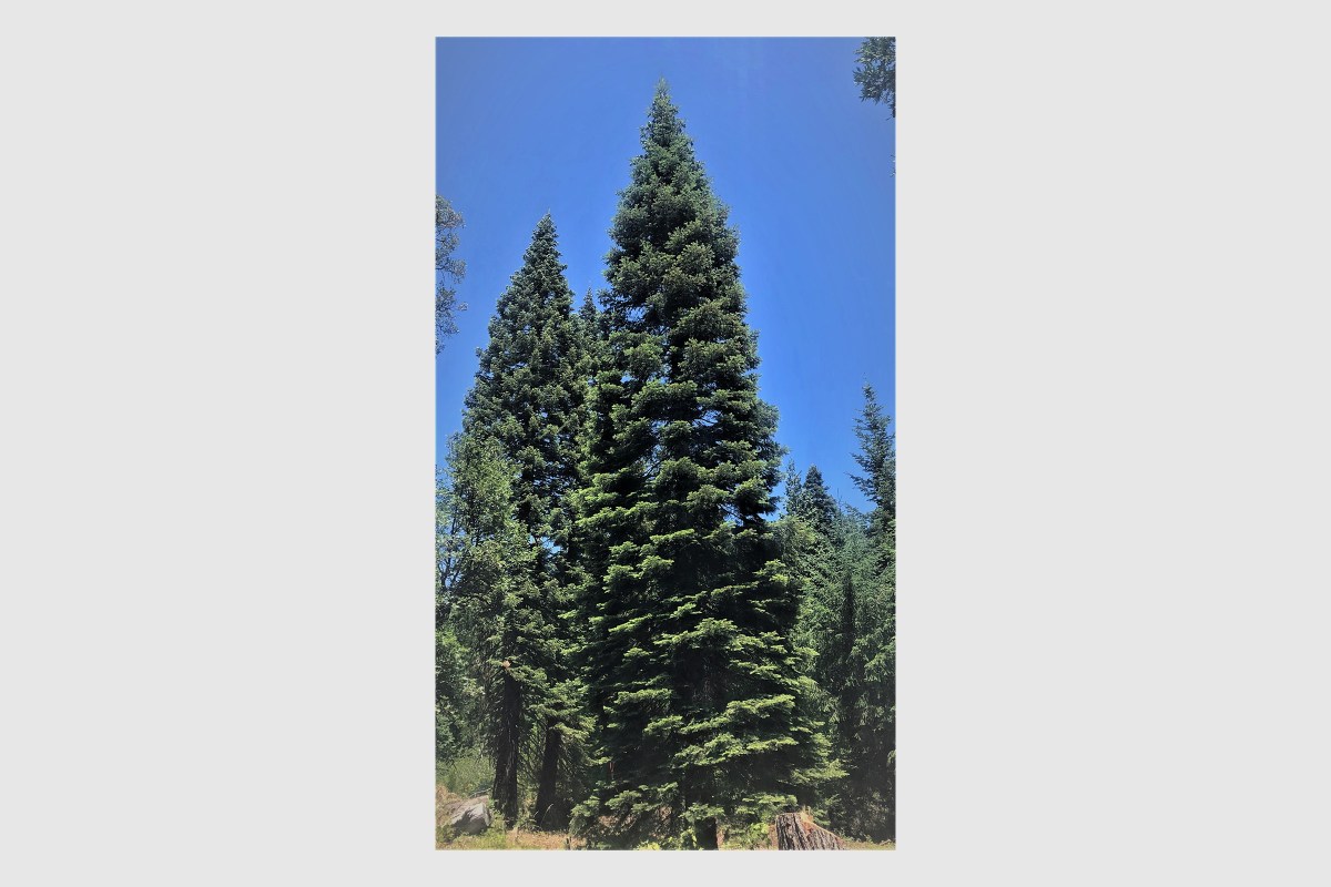 This white fir from the Six Rivers National Forest in California is this year's DC tree.