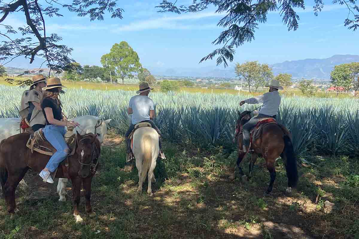 horseback riders in an agave field outside of Tequila
