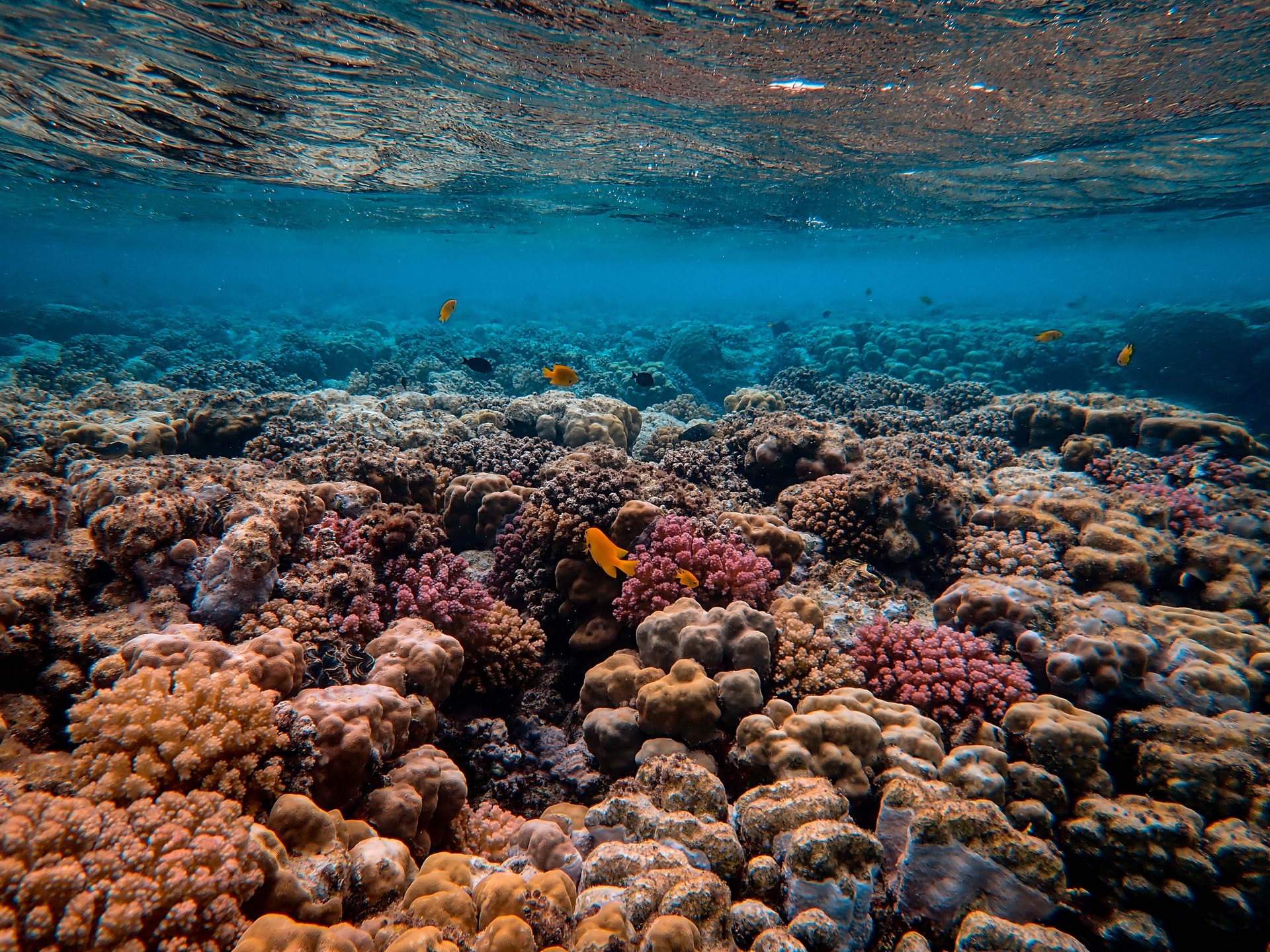 Coral reef as shown from under the water
