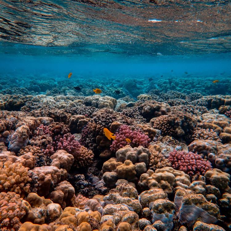 Coral reef as shown from under the water