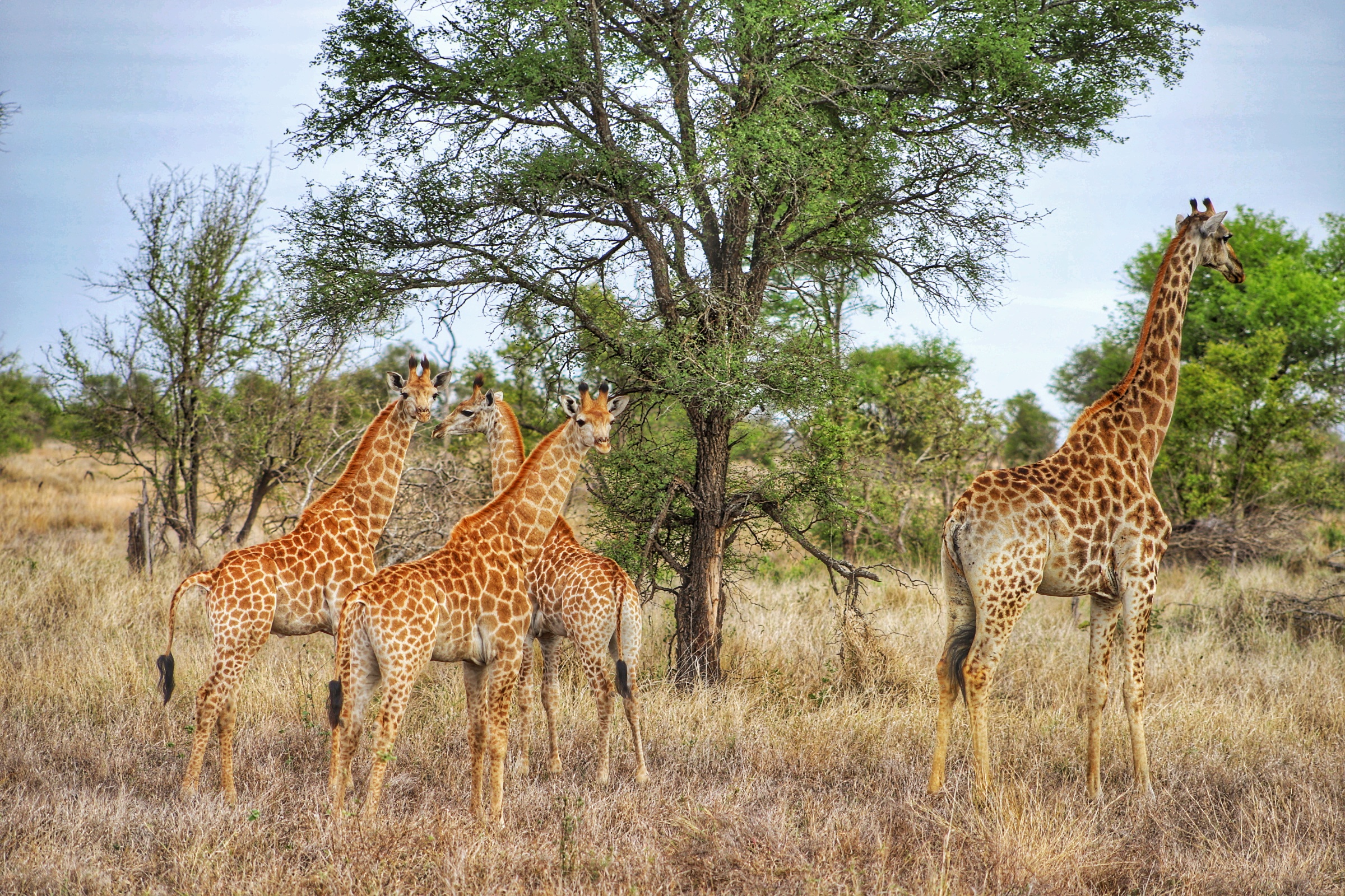 There Is Nothing on Earth Quite Like a Safari Through South Africa and  Botswana - InsideHook
