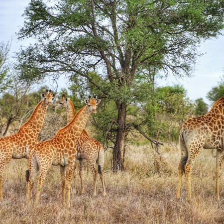 Giraffes on a safari in South Africa.