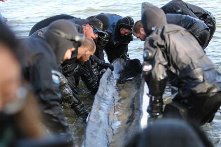The recovery team pulling a 1,200-year-old canoe out of Lake Mendota in Madison, Wisconsin