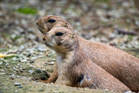 Prairie dogs