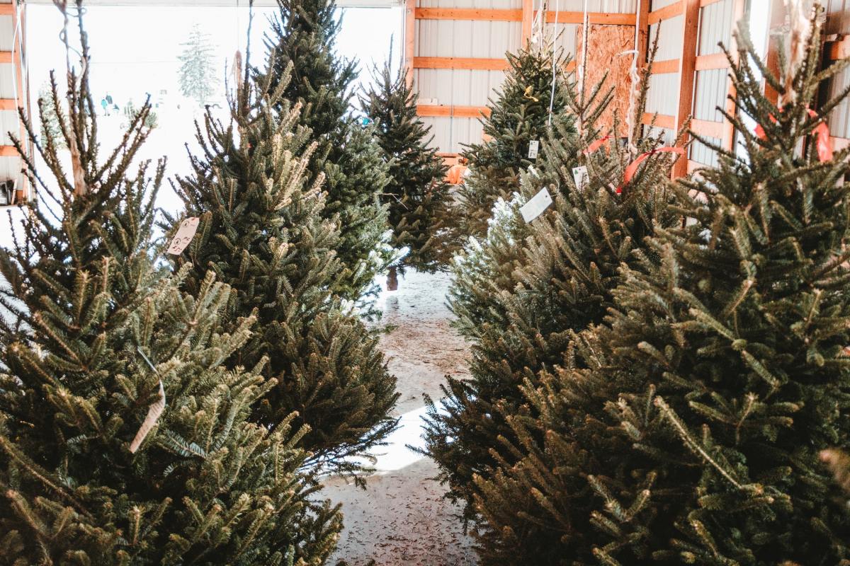 Christmas trees of varying sizes. According to experts, prices on Xmas trees are up for 2021.