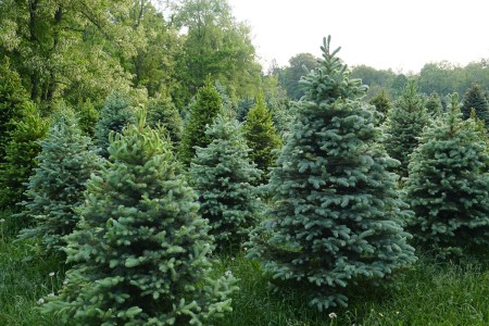 Christmas trees