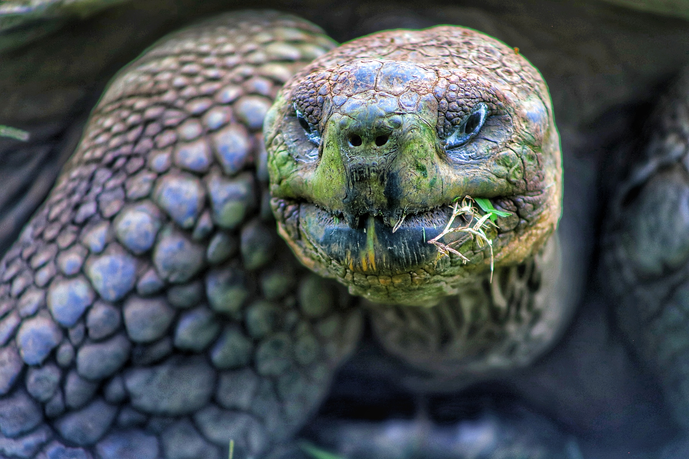 A giant sea tortoise