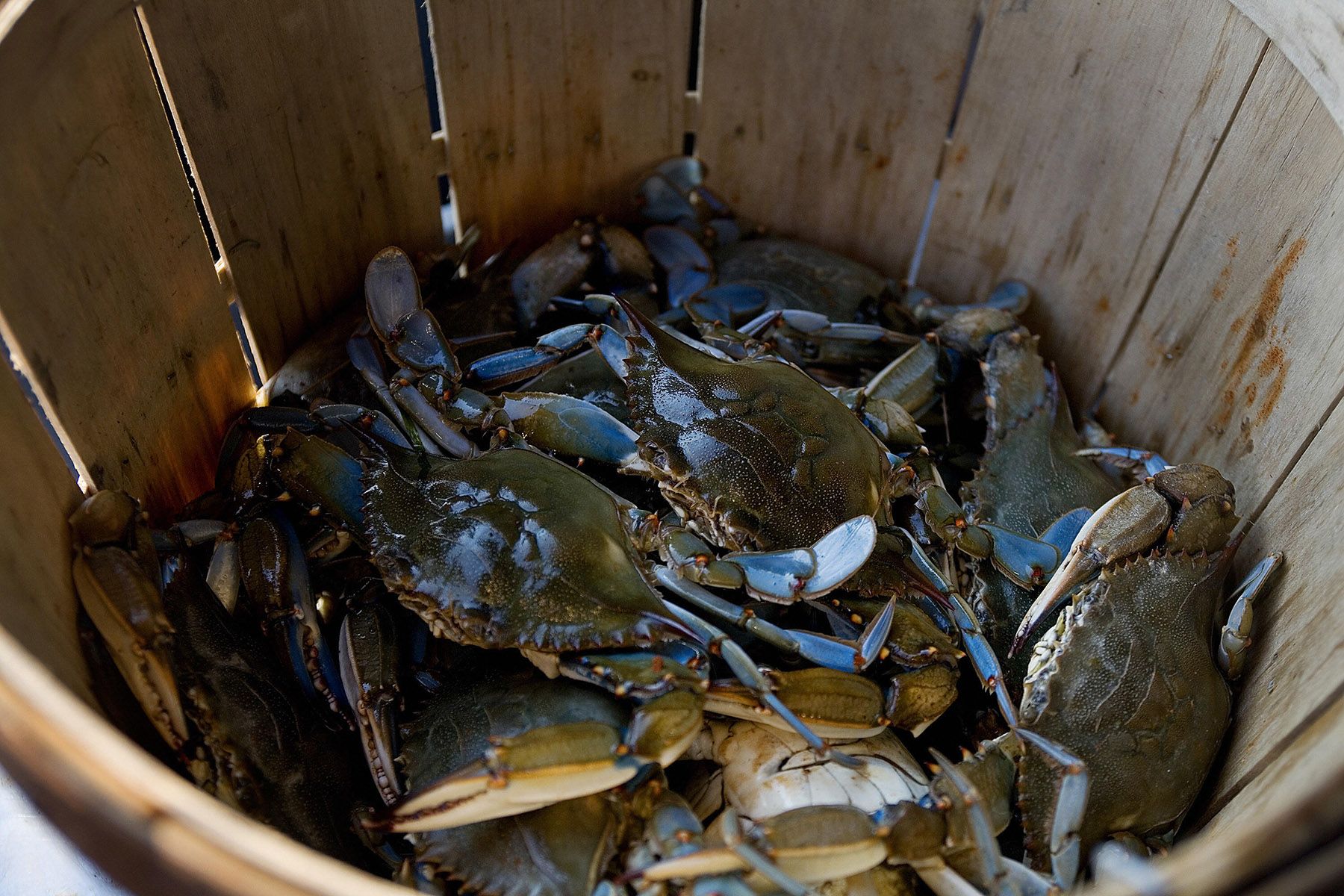Maryland Blue Crabs rest in a basket at a restaurant in St. Michaels, Maryland