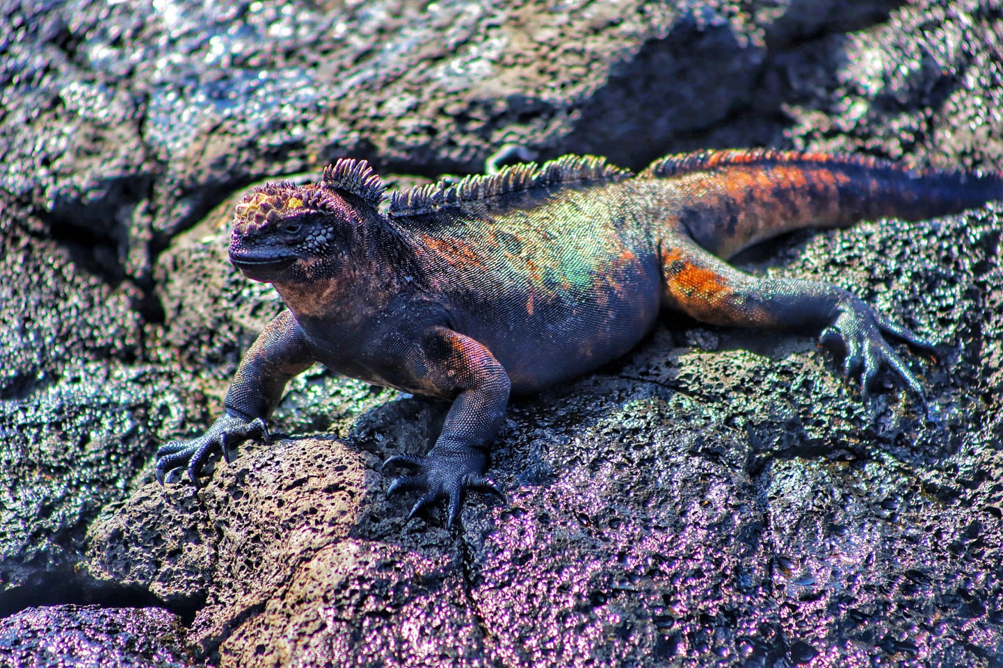 A marine iguana suns itself