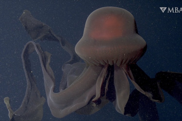 Phantom Jellyfish