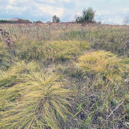 The Bell Bowl Prairie in Rockford