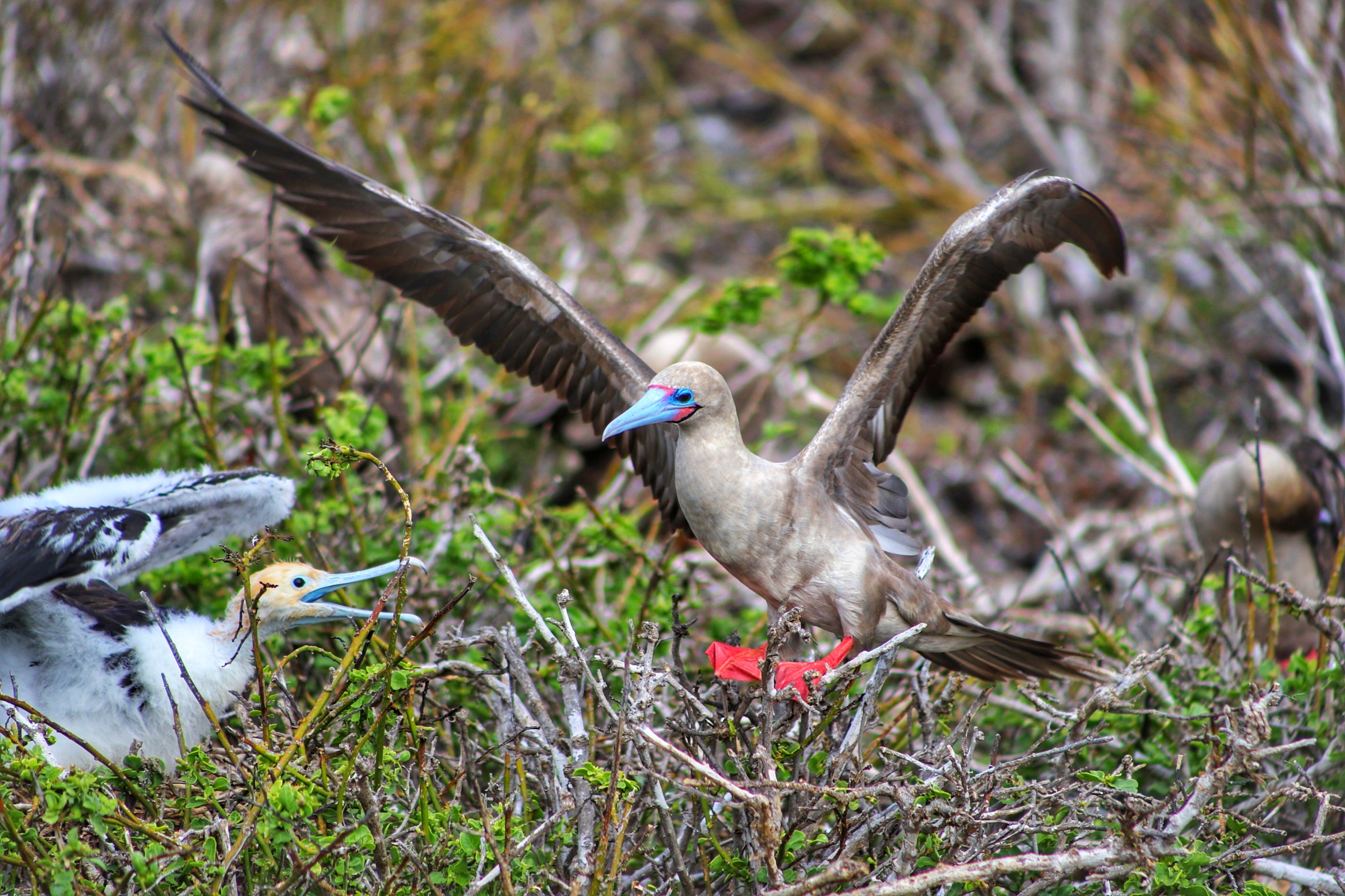 A red-footed boobie
