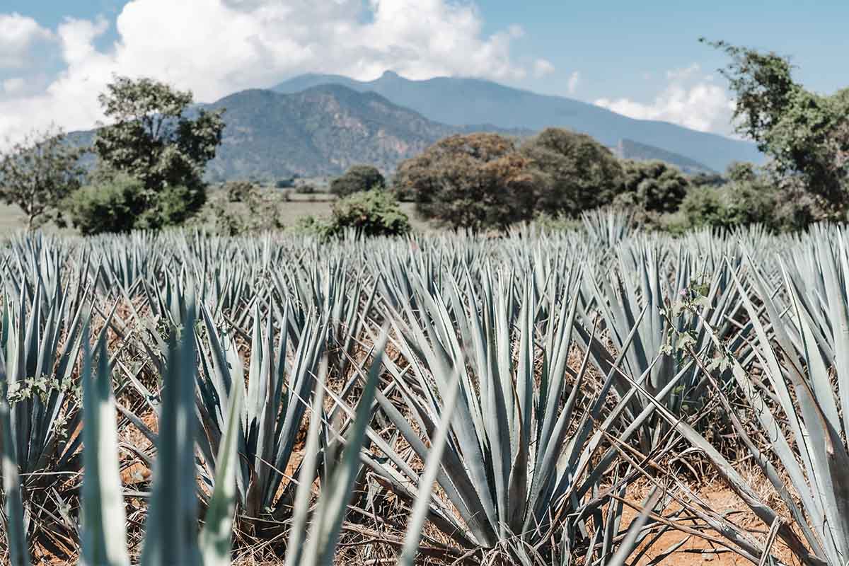 An agave field located just outside the town of Tequila in Mexico. Tequila may overtake vodka in popularity this year, according to a report by Drizly.