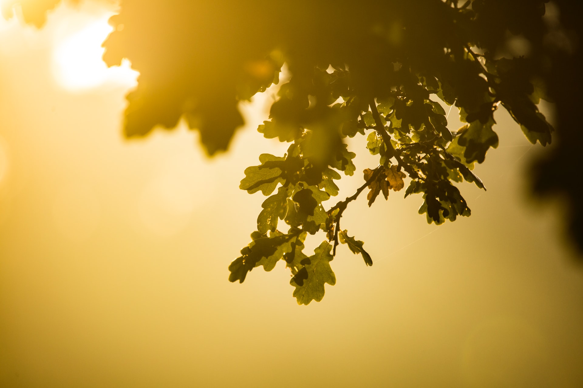 A tree branch in the foreground with the holden sun shining behind it