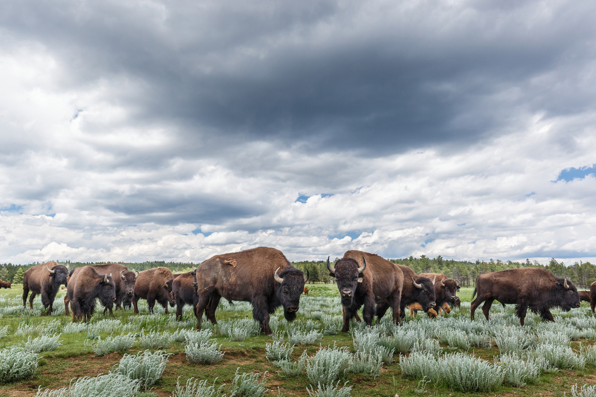 Bison roam free at Ted Turner's Reserve at Vermejo