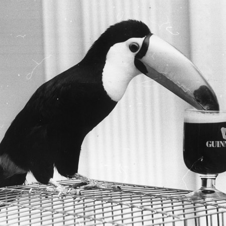 A toucan putting its beak in a glass of Guinness