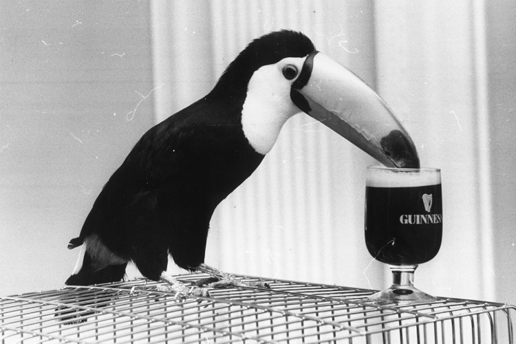 A toucan putting its beak in a glass of Guinness