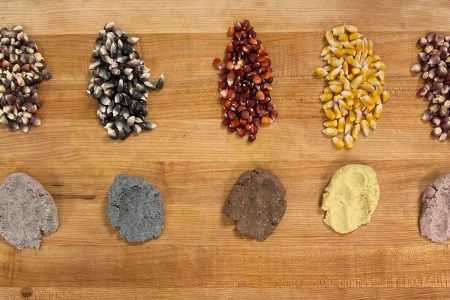 five different types of corn and their companion masa pastes