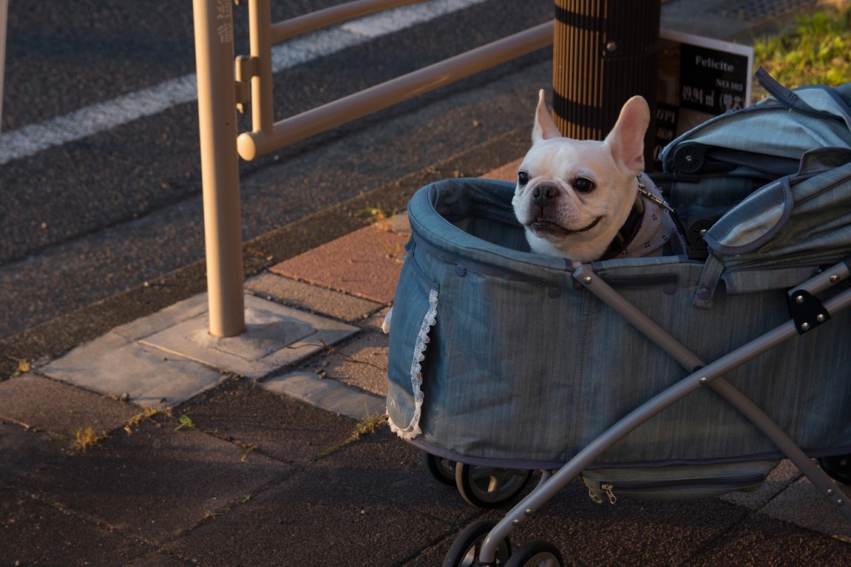 High Angle View Of French Bulldog In Baby Carriage