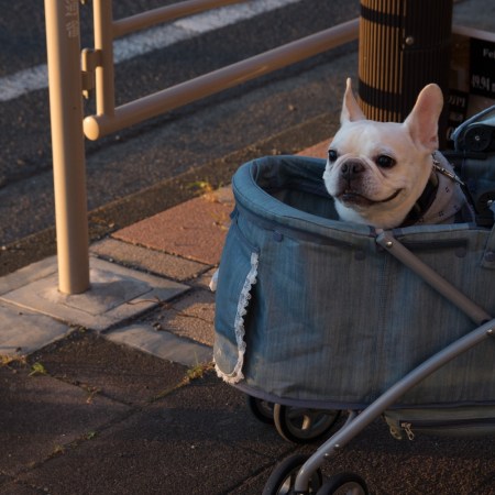 High Angle View Of French Bulldog In Baby Carriage