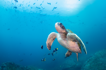 A Trio of Latin American Countries Unveil Plans to Build a Protected “Ocean Highway”