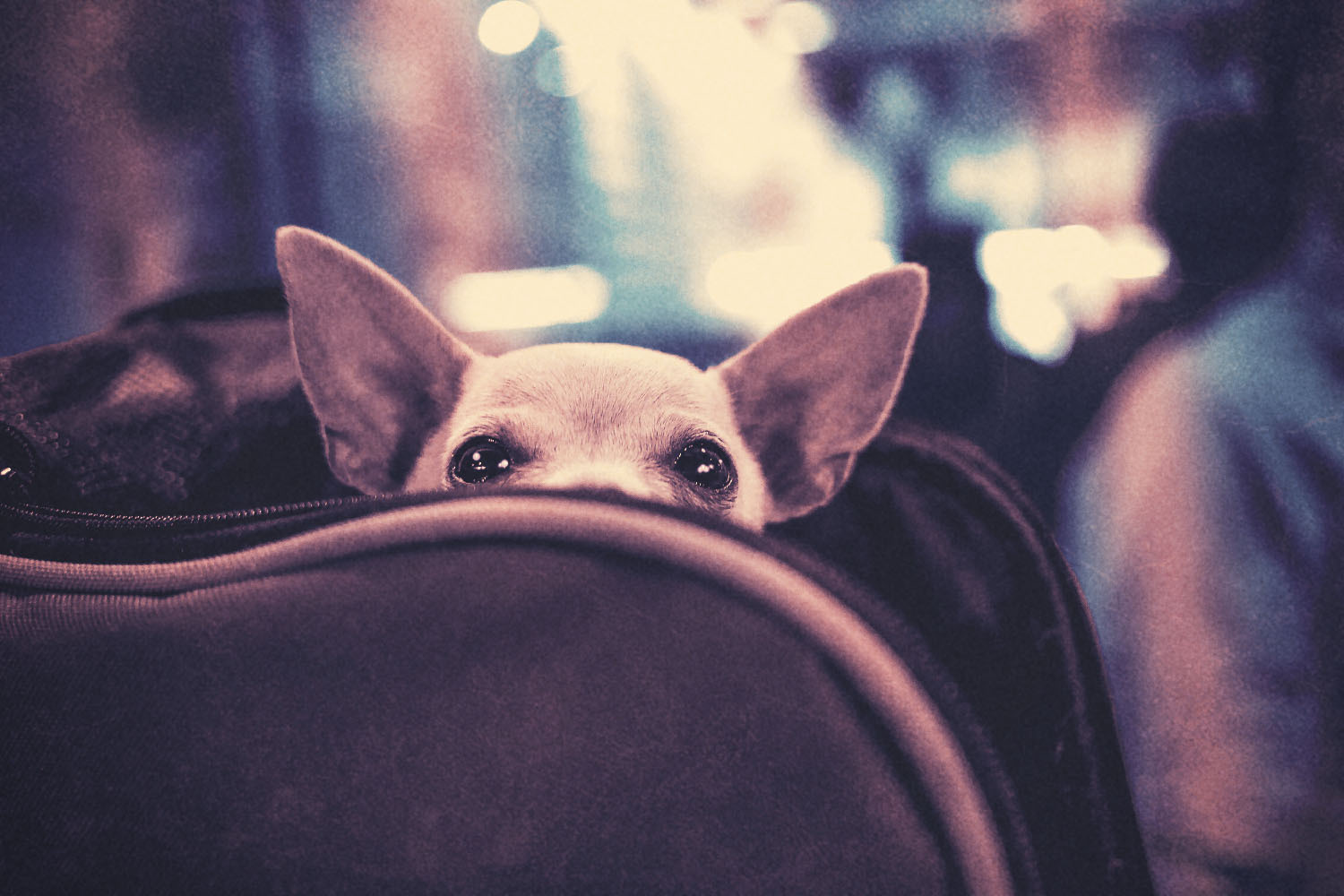 Tips for Flying With Your Dog in 2022 InsideHook