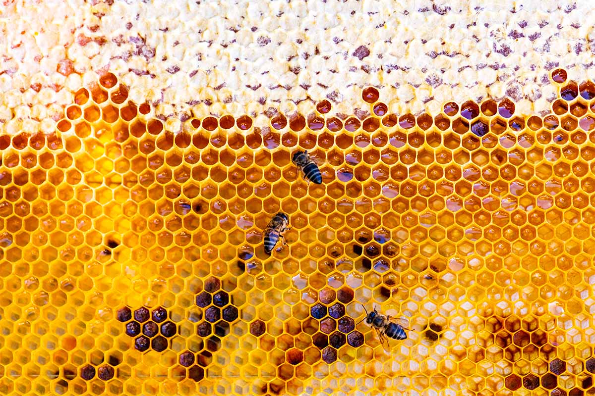This New Mixology Trend Is Actually All of Your Beeswax picture