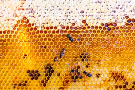Close-up of bees and honeycomb. Another hive product, beeswax, is being used in a number of cocktails.