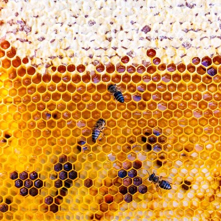 Close-up of bees and honeycomb. Another hive product, beeswax, is being used in a number of cocktails.
