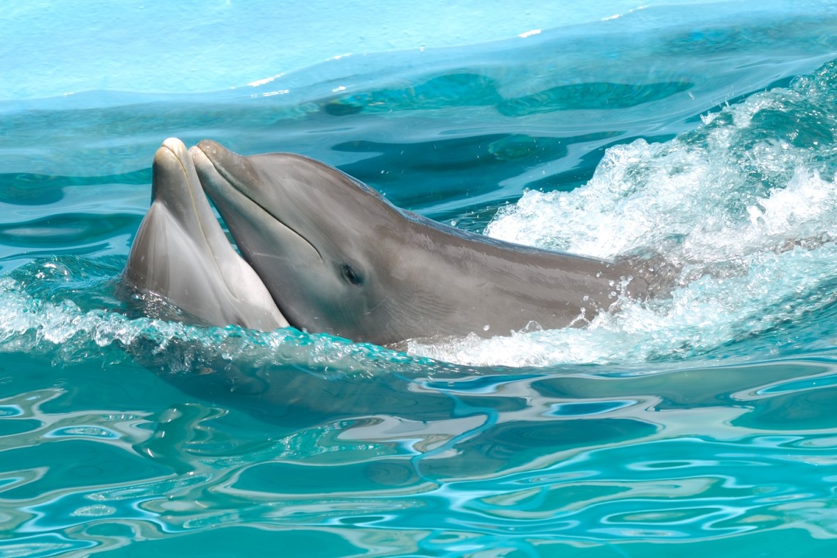 Dolphins having sex