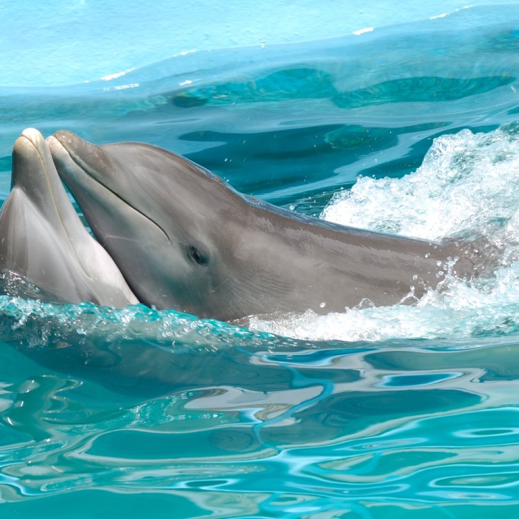 Dolphins having sex