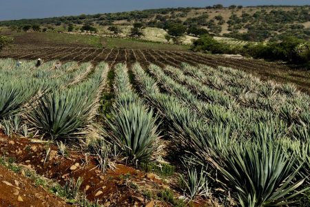 An Agave Expert Explains the Terroir of Michael Jordan’s Cincoro Tequila