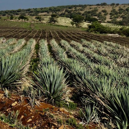 Cincoro is made from 100% Blue Weber agave sourced from private farms in Mexico
