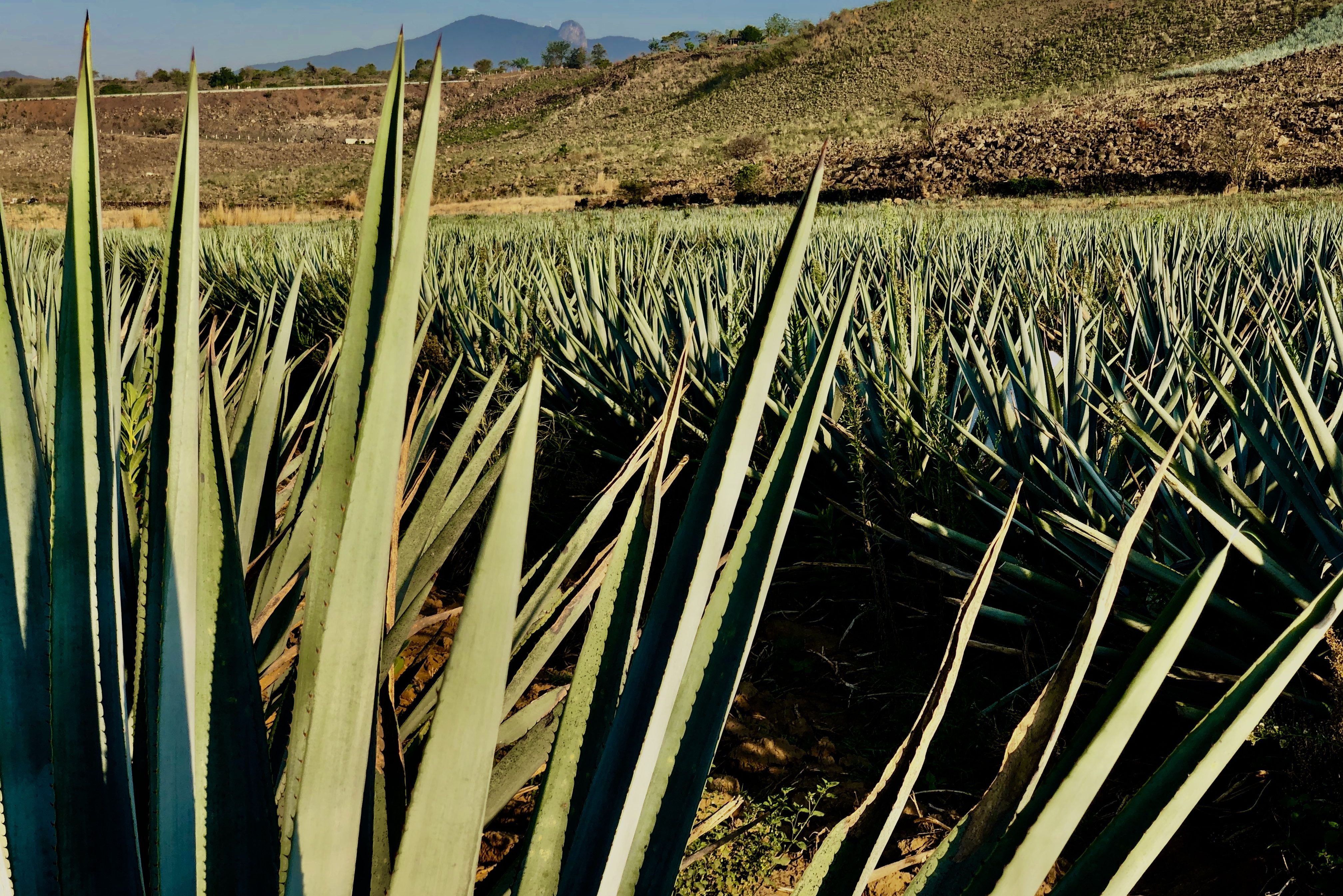 Cincoro's agave comes from the San Miguel el Alto highlands and the El Arenal lowland regions of Jalisco