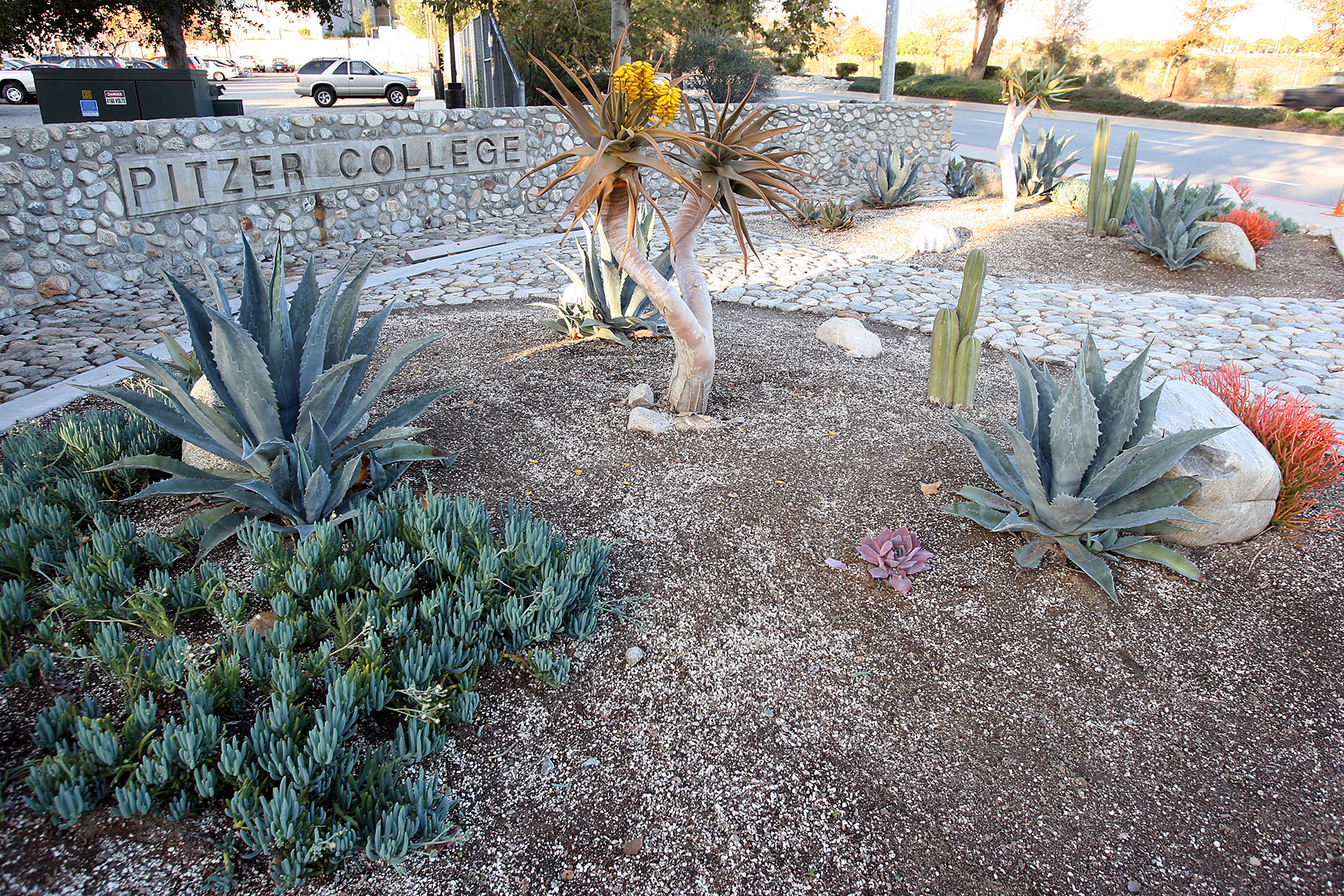 native landscaping at pitzer college in southern california uses less water than turf