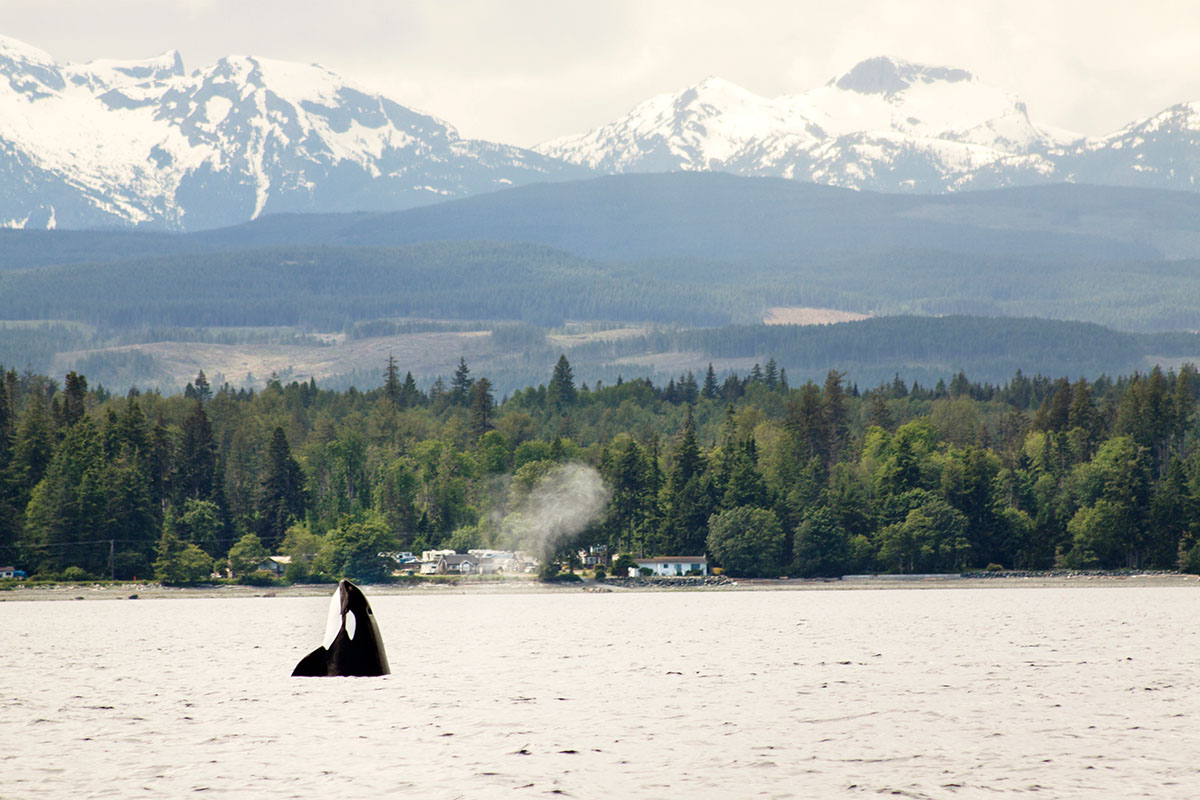 A whale in Pacific Rim National Park Preserve. Some doctors are prescribing national parks visits as medication.