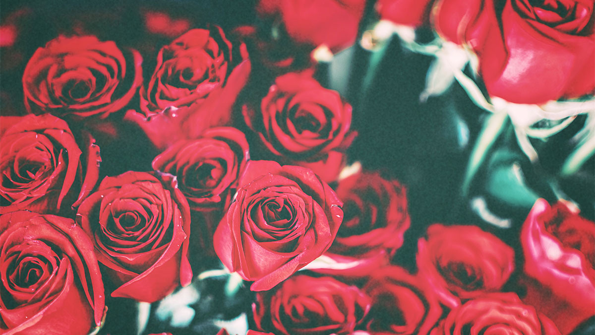 A dozen roses in close-up. There is still time to buy flowers for V-Day, even though it's only days away.