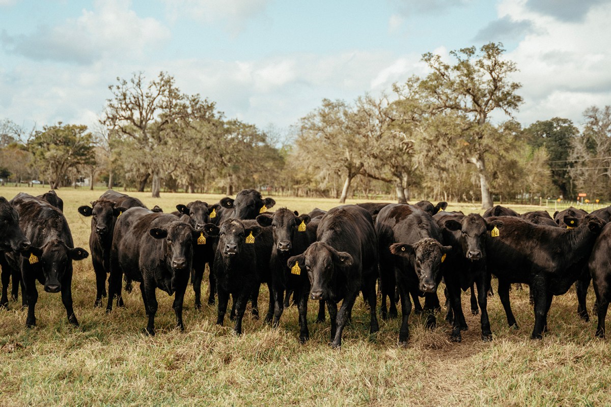A herd of cows at the R-C Ranch in Texas
