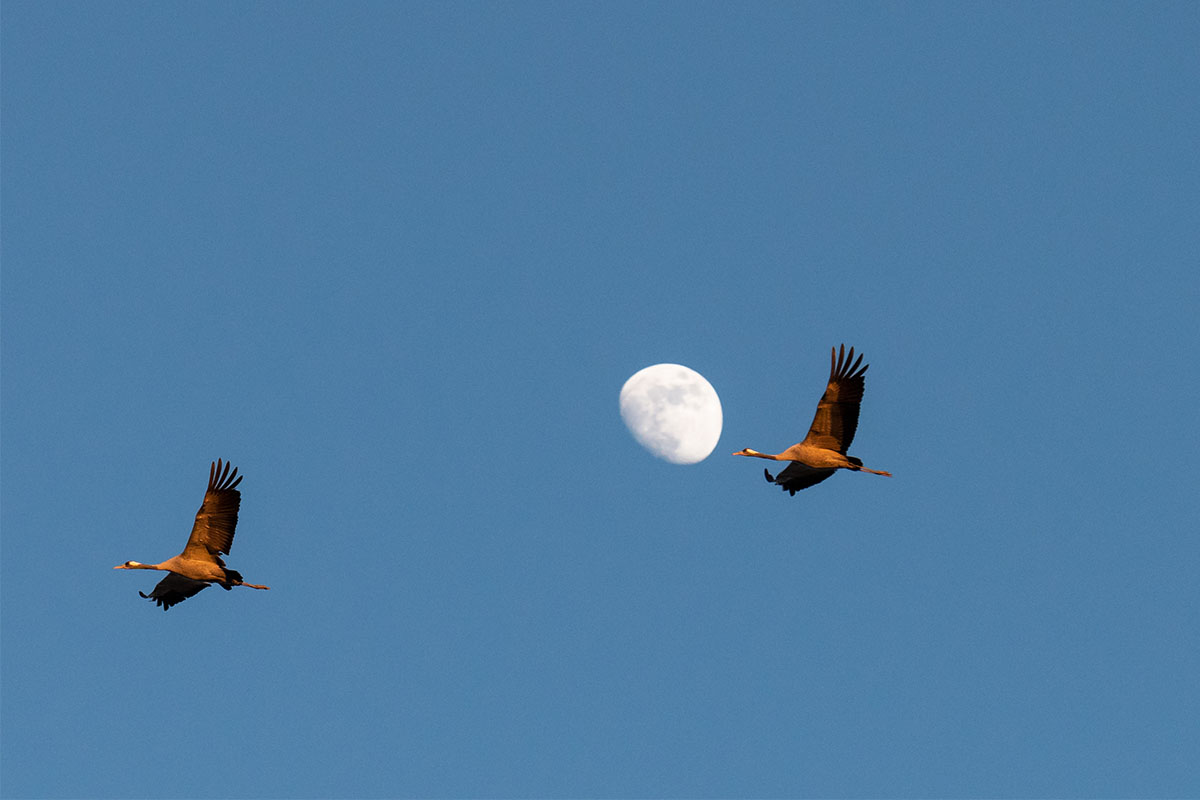 A pair of birds flying in front of the moon.