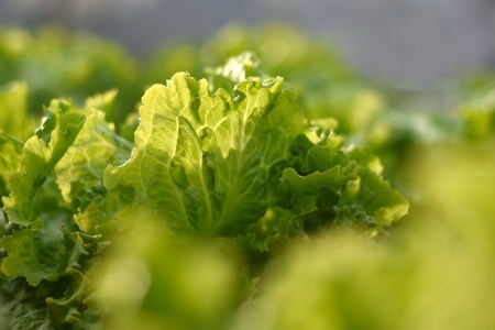 A pile of fresh lettuce.