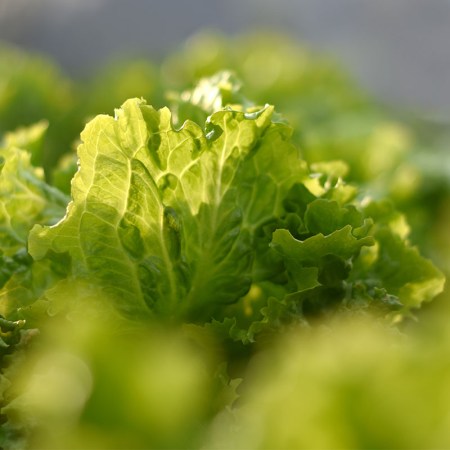 A pile of fresh lettuce.