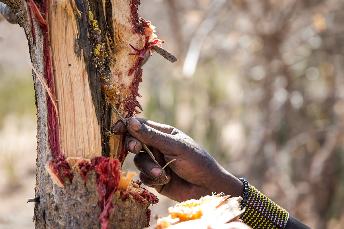 A member of the Hadza tribe extracting honey from a tree.