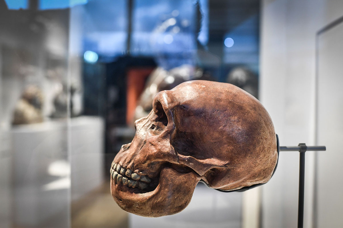 A Neanderthal skull on display in a museum.