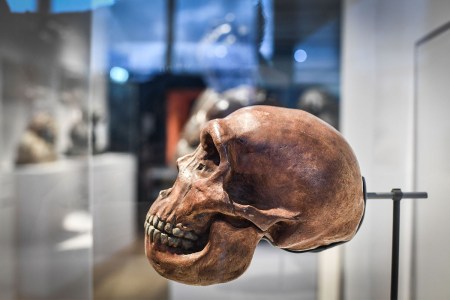 A Neanderthal skull on display in a museum.