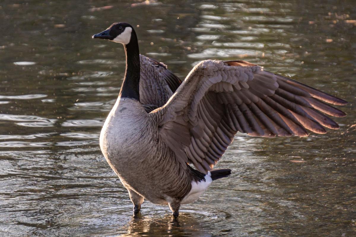A mighty goose
