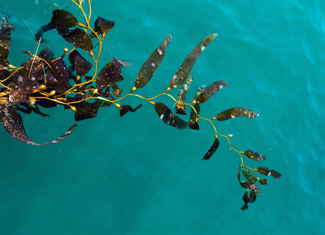 Why You Should Be Eating Seaweed InsideHook