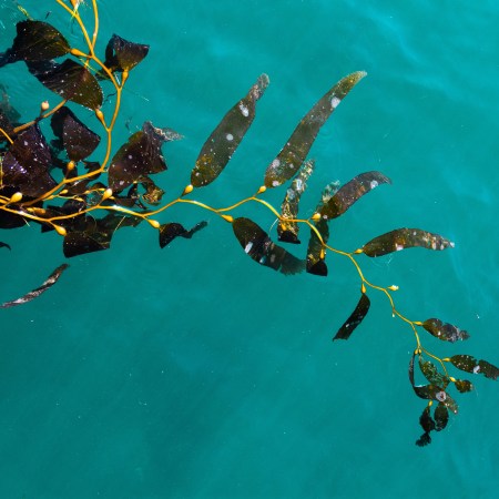 If You Make One Nutritional Change This Year, Start Eating Seaweed