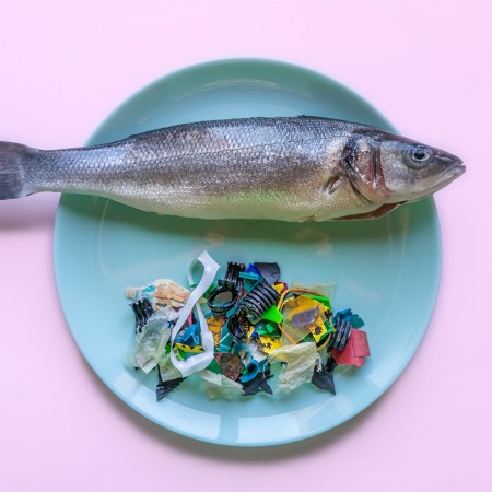 Fish on plate next to pile of plastic